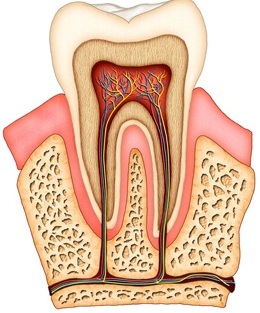 Inner Diagram of a Tooth